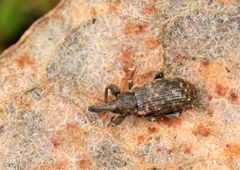Dorytomus taeniatus