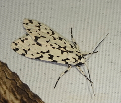 Eucereon tigrata