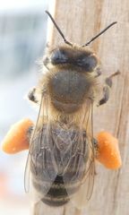 Apis mellifera