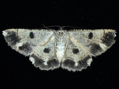 Scioglyptis lyciaria