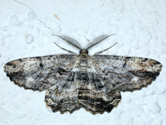 Scioglyptis lyciaria