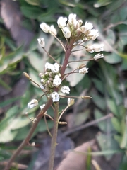 Capsella bursa-pastoris