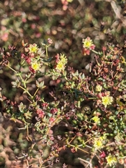 Eriogonum galioides