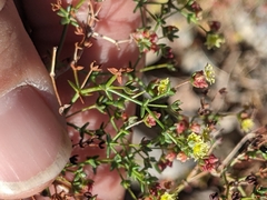 Eriogonum galioides