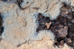 Phlebia mellea