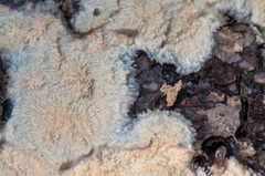 Phlebia mellea