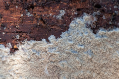 Phlebia mellea