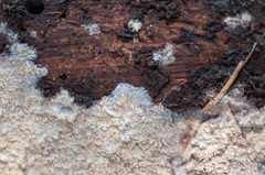 Phlebia mellea