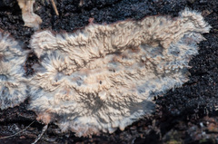 Phlebia mellea