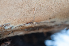 Phlebia mellea
