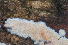 Phlebia mellea