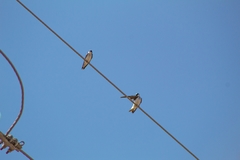 Tachycineta albilinea