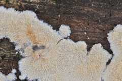 Phlebia mellea