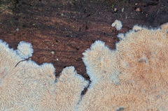 Phlebia mellea