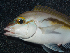 Scolopsis monogramma