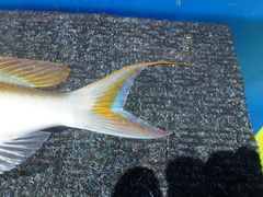 Scolopsis monogramma