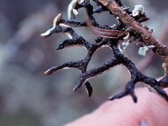 Hypogymnia inactiva