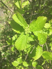 Viburnum rafinesqueanum