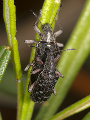 Pachyura australis