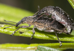 Pachyura australis