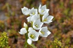 Gentianella montana montana