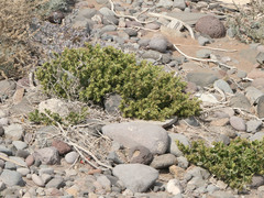 Mirabilis tenuiloba