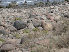 Mirabilis tenuiloba