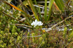Gentianella montana montana