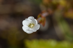 Epilobium chlorifolium