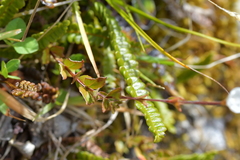 Epilobium chlorifolium