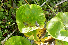 Brachaspis collinus