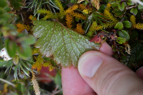 Image of Geum uniflorum by (c) Christopher Stephens, some rights reserved (CC BY-SA)