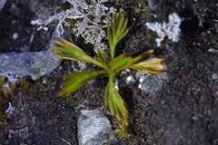 Aciphylla similis