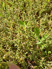 Polygonum plebeium