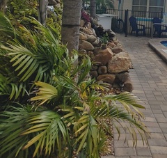 Chamaedorea cataractarum