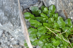 Cardamine corymbosa