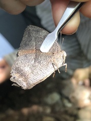 Charaxinae