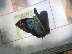 Charaxinae