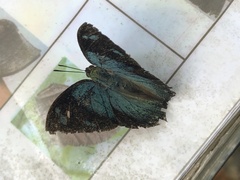 Charaxinae