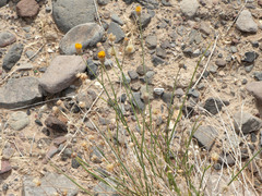 Bebbia juncea juncea