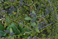 Myosotis macrantha