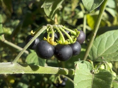 Solanum nigrum