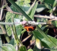 Coccinella transversalis