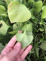Claytonia perfoliata