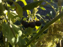 Solanum nigrum