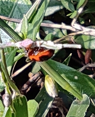 Coccinella transversalis