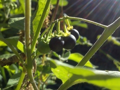 Solanum nigrum