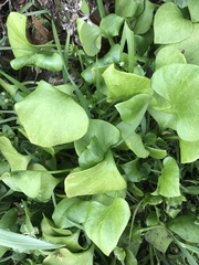 Claytonia perfoliata