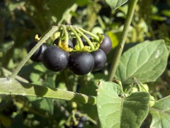 Solanum nigrum