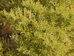 Fagonia palmeri